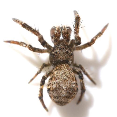 Réf. 332 303 : Hyptiotes paradoxus